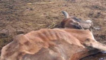 5235984 Untitled 6 Copy.jpg