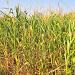 Whatsapp Image 2026 03 05 At 6.37.54 Pm 1.jpeg