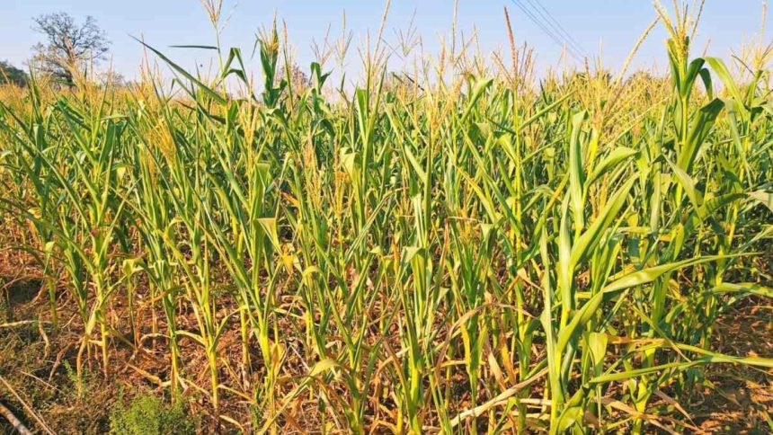 Whatsapp Image 2026 03 05 At 6.37.54 Pm 1.jpeg