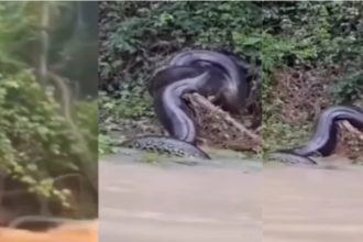 Anaconda