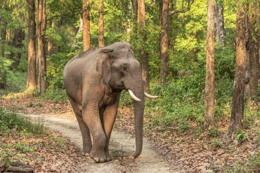 HATHI.jpeg