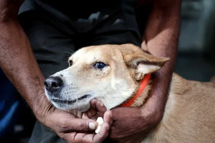Dog 4.jpg