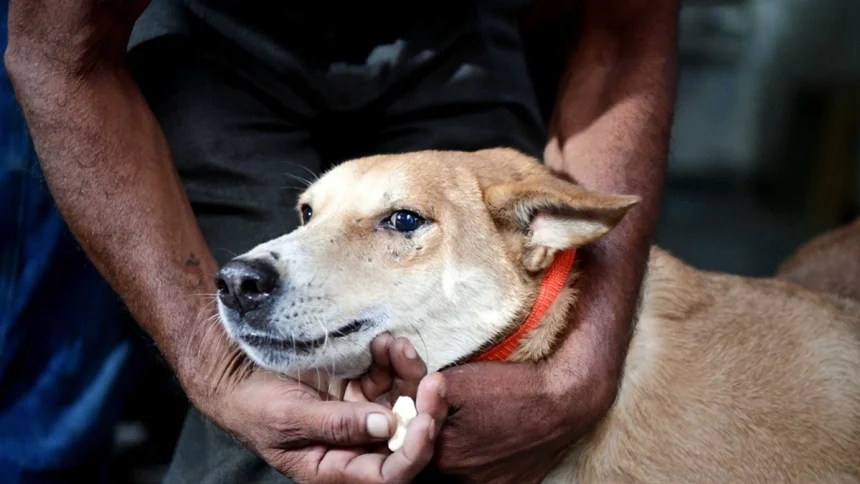 Dog 4.jpg